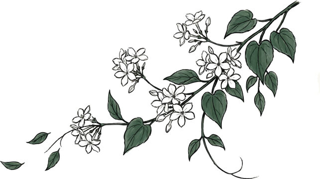 Vintage jasmine flower branch vector illustration, botanical jasmine blossoms with green leaves, hand drawn floral jasmine element for wedding invitations