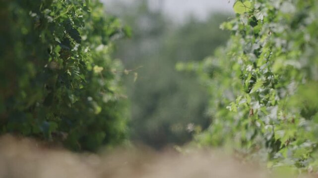 Lush green vineyard rows in soft focus summer light