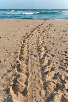 Sea turtle tracks on virgin beach. Travel Sri Lanka