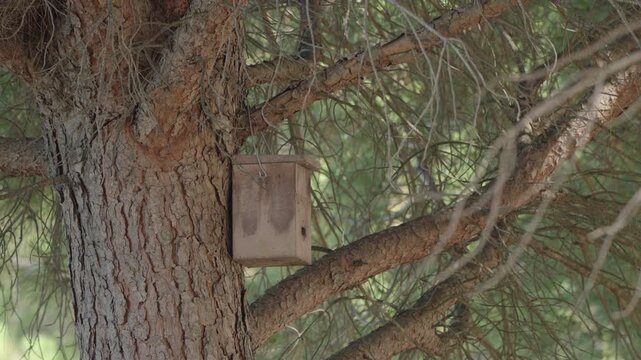 Terracotta birdhouse on rough tree bark