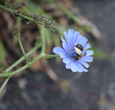 hairy-legged Mining bee
