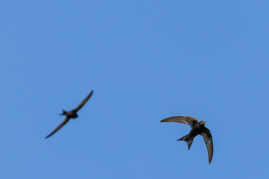 A swift captured in flight against a clear blue sky, showcasing its streamlined wings and agile movement.