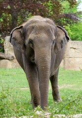 Naklejka premium elephant in the zoo