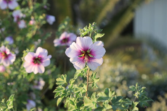 pink flowers