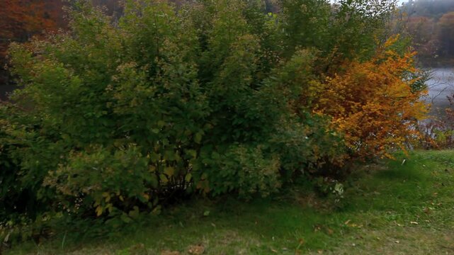 鏡池のハギと紅葉