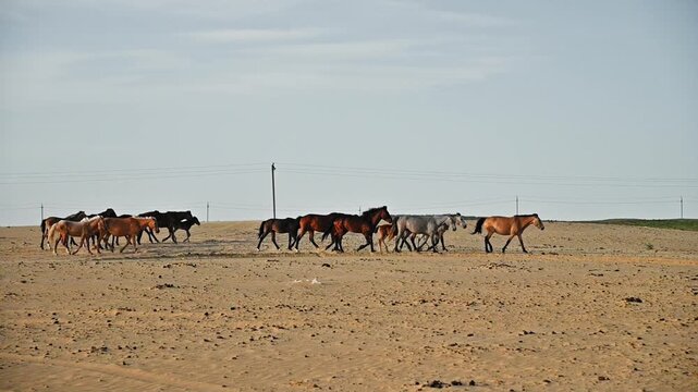 Horses walking across sandy landscape under clear blue sky in sequence