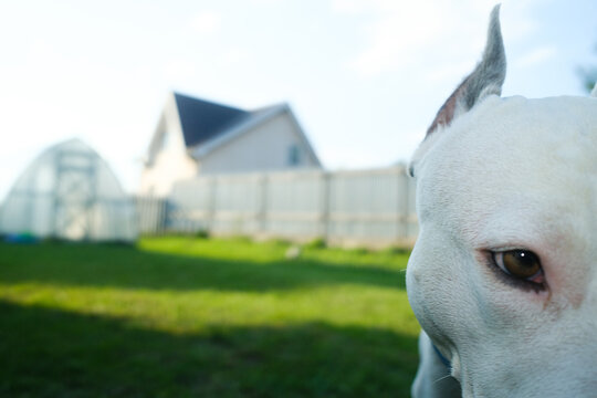 Attentive Guard Dog Looks At Country Summer Plot