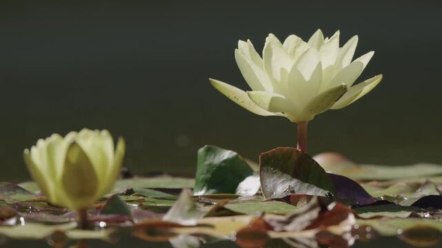White water lily with green lily pads and closed bud in foreground