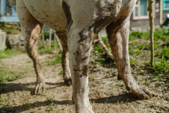 Dirty Active Dog After Funny Walk Body Part