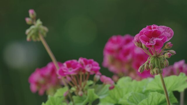 Pink geranium flowers with green leaves and buds in garden