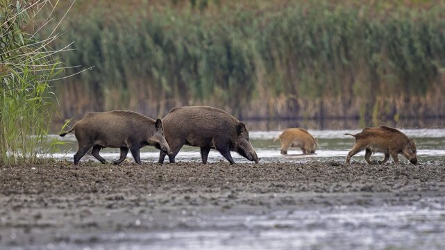 Wild boar (Sus scrofa), hunter's term for wild boar, black boar, blackbuck, brook, herd, overrun, piglet, foraging in mud, wallow, snout, rummaging through the ground for fruit, tubers, mushrooms, worms, shallow water zone, defensive, Saxony-Anhalt, Germany