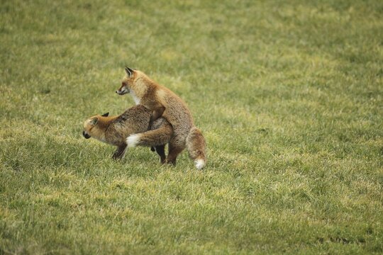 Fox (Vulpes vulpes) Ranz on the meadow, Allg&auml;u, Bavaria, Germany, Allg&auml;u, Bavaria, Germany