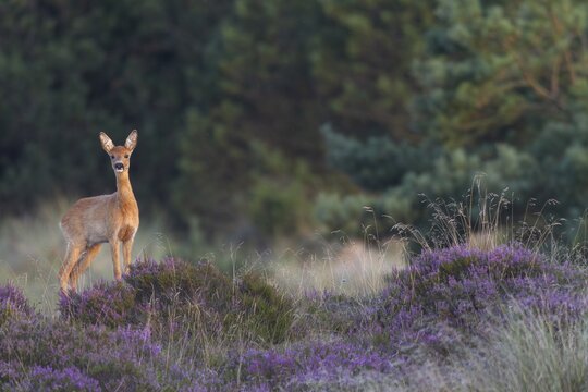 An annual doe (Capreolus capreolus), also known as a narrow-legged deer, in blooming broom heather, heather blossom, heath landscape, broom heather, summer coat, Denmark