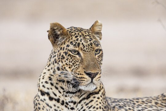 Leopard (Panthera pardus) female Zambia
