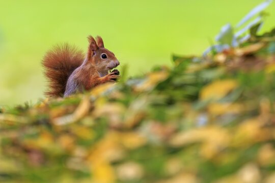 A small squirrel sits in autumn leaves and keeps a nut, squirrel (Sciurus vulgaris), wildlife, Germany