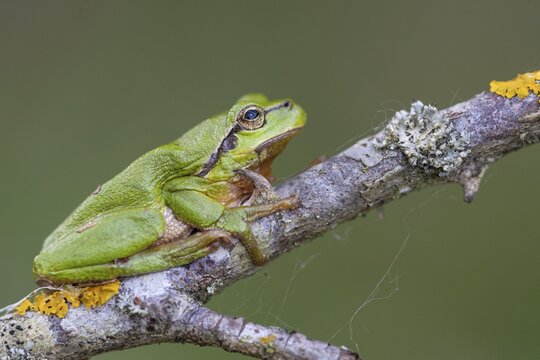 European tree frog (Hyla arborea), Zandvort, Netherlands