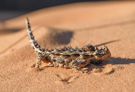 Thorny devil (Moloch horridus), Fran&ccedil;ois P&eacute;ron National Park, Shark Bay, State of Western Australia, Australia