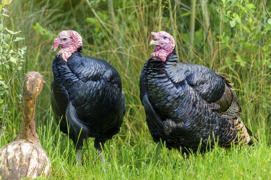 Two turkeys standing next to each other on a green meadow with a tree stump, turkey (Meleagris gallopavo) France