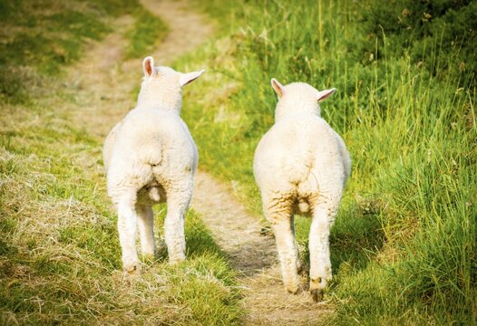 Rear view of two young cute adorable lambs walking on countryside path representing innocence friendship rural life and future journey