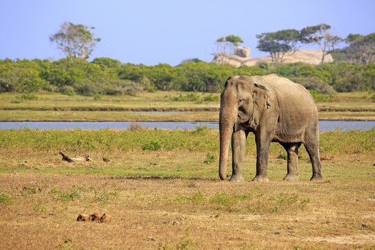 Sri Lankan Elephant (Elephas maximus maximus), adult male, foraging, Yala National Park, Sri Lanka