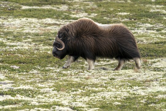 Musk ox (Ovibos moschatus) in the tundra in Dovrefjell National Park, Norway