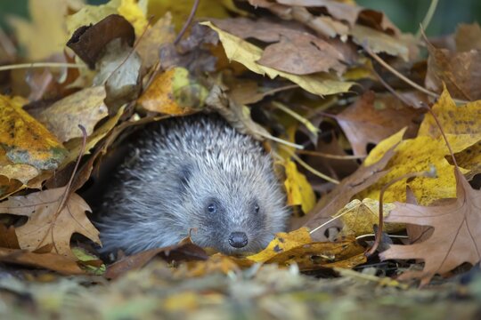 European hedgehog (Erinaceus europaeus) adult animal amongst fallen autumn leaves, Suffolk, England, United Kingdom