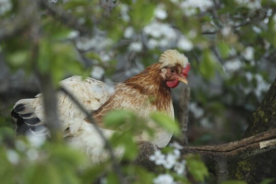 Domestic fowl, free-range chicken, Sulmtaler breed, on the roosting tree in a blossoming wild cherry, Lower Austria, Austria