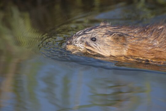Swimming muskrat (Ondatra zibethicus), portrait, Kattinger Watt, T&ouml;nning, Schleswig-Holstein, Germany