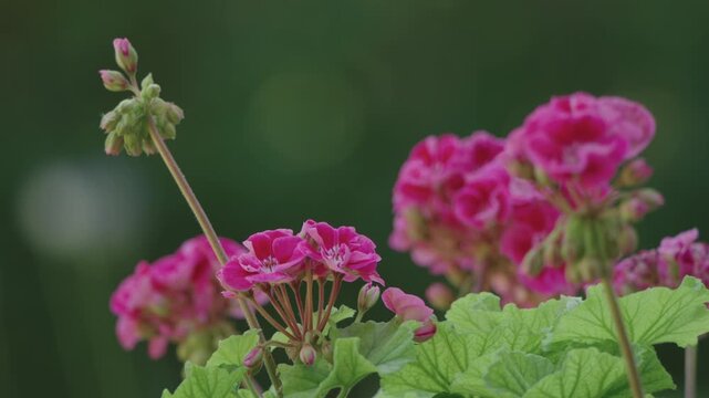 Bright pink geranium flowers and buds with green leaves close-up