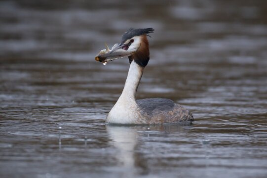 Great crested grebe (Podiceps cristatus) adult bird on a lake with a Bullhead fish in its beak, England, United Kingdom