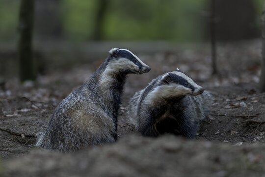 A pair of badgers (Meles meles) grooming each other at the roof castle, fun, joie de vivre, togetherness, nocturnal, Germany
