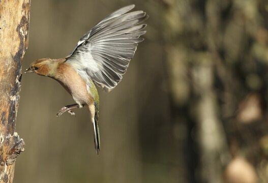 Chaffinch (Fringilla coelebs) male in flight, approach to forage wood, winter feeding, Allg&auml;u, Bavaria, Germany, Allg&auml;u, Bavaria, Germany