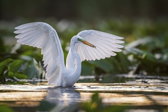 Great White Egret (Ardea alba) Winter visitor, migratory bird, resting bird, foraging, with fish as prey, wingspan, flapping wings, lake landscape, Middle Elbe Biosphere Reserve, Saxony-Anhalt, Germany