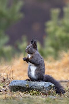 Eurasian red squirrel (Sciurus vulgaris), dark phase, sitting upright on a stone, Tyrol, Austria