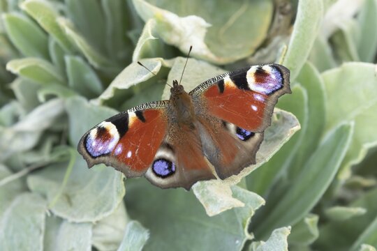 Peacock butterfly (Aglais io) adult insect resting on garden plant leaves in summer, England, United Kingdom
