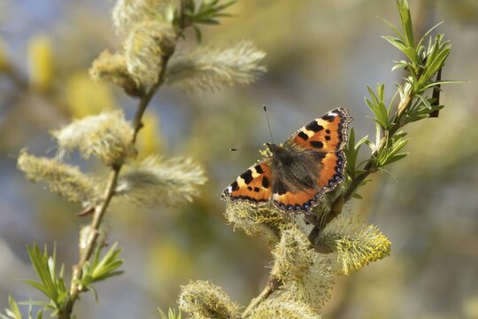 Small tortoiseshell butterfly (Aglais urticae) adult insect feeding on Goat willow (Salix caprea) blossom flowers in spring, Herefordshire, England, United Kingdom