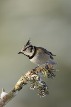 Crested tit (Parus cristatus) perched on a branch, Scotland, United Kingdom