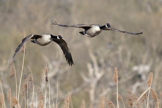 Canada goose (Ardea cinerea) flying, Germany