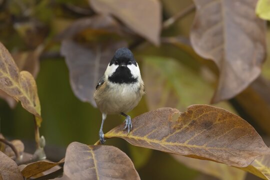 Coal tit (Periparus ater) adult garden bird in a Magnolia tree with autumn colour leaves, Suffolk, England, United Kingdom