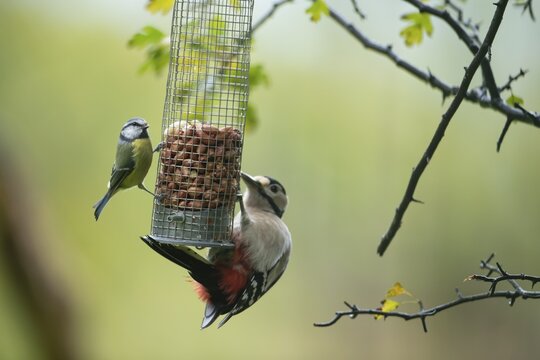 Great spotted woodpecker (Dendrocopos major) and Blue tit (Cyanistes caeruleus) adult birds on a garden peanut bird feeder, England, United Kingdom