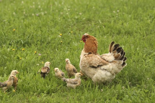 Domestic chicken with a few days old young ones looking for food in a meadow, free-range, organic farming, Lower Austria, Austria, Lower Austria, Austria