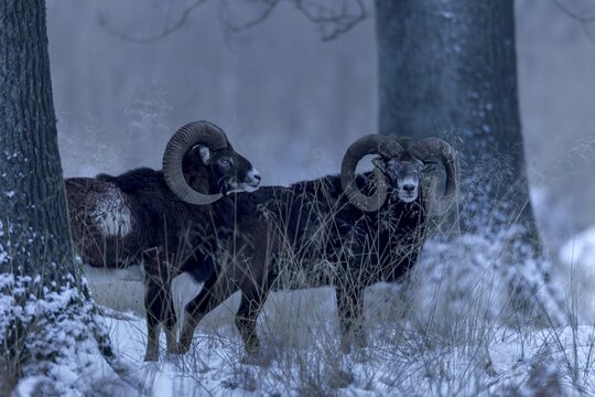 Mouflon ram (Ovis gmelini) in the late evening in the winter forest, winter, snow, Germany