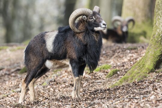 European mouflon (Ovis orientalis musimon), Vulkaneifel, Eifel, Rhineland-Palatinate, Germany