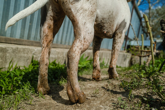 Dirty Dog Walks Freely On The Trail
