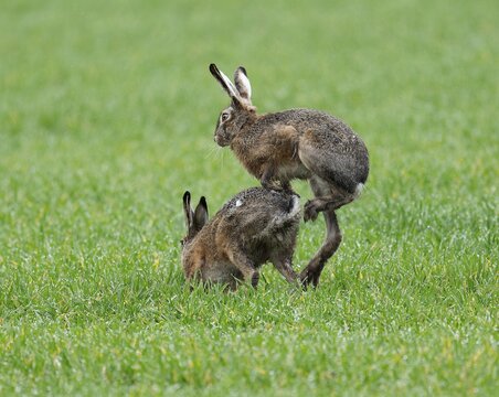 European hare (Lepus europaeus), mating, copula on a grain field, after mating the female hare throws off the male hare, wildlife, Thuringia, Germany