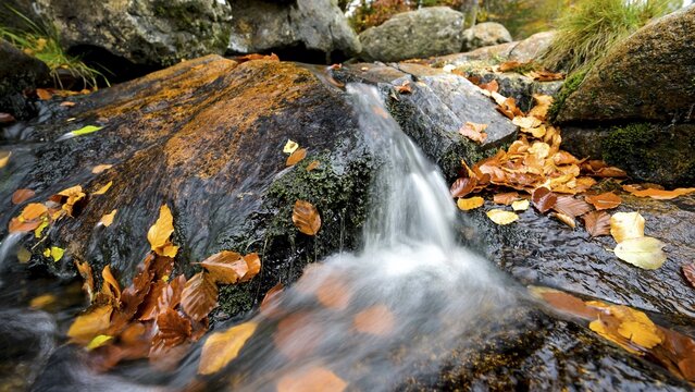 River Bode flows over smooth-cut rocks with autumn colors, autumn colors in the Bodetal nature reserve in the Harz National Park, K&ouml;nigskrug, Braunlage, Lower Saxony, Germany