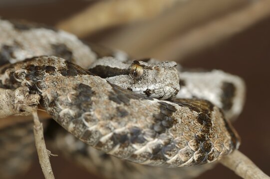 Asia Minor mountain viper or Turkish mountain viper (Montivipera xanthina, Vipera xanthina), captive, occurring in Greece and Turkey