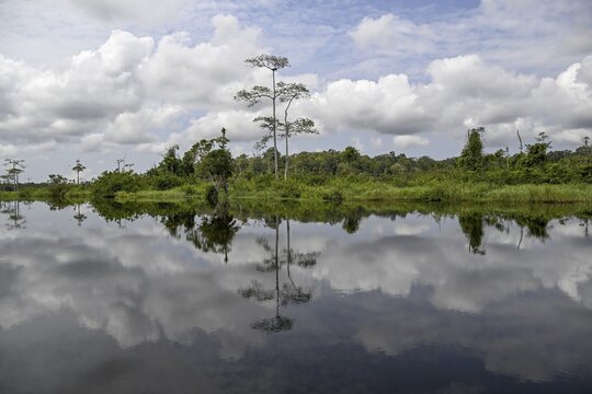 Waterscape on the Akaka River, Loango National Park, Parc National de Loango, Ogoou&eacute;-Maritime Province, Gabon