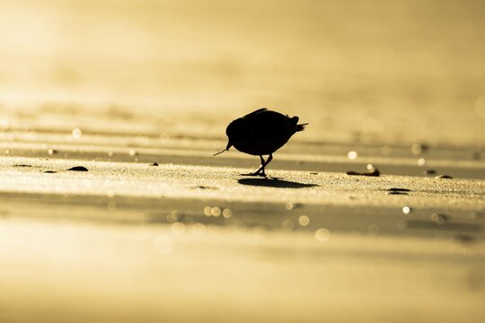 Ringed plover (Charadrius hiaticula) silhouette of an adult wader bird feeding on a worm on a beach at sunset, England, United Kingdom