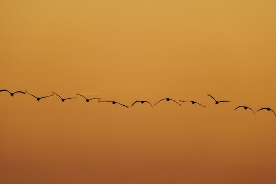 A row of birds in flight against an orange sky, Crane (Grus grus) wildlife, Western Pomerania Lagoon National Park, Zingst, Mecklenburg-Western Pomerania, Germany